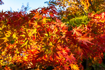 Red maple leaves in autumn in momiji season of Japan