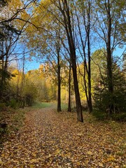 Autumn in the sunny forest