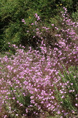 Hill Fairyfan, Clarkia Bottae, a population of these pleasing native monoclinous annual herbs display raceme inflorescences on sunny chaparral slopes of the Santa Monica Mountains during late Spring.
