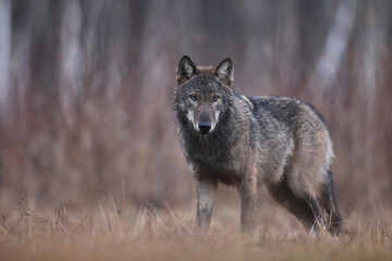 Wilk szary, wilk (Canis lupus) , wolf © Bartosz Rakoczy