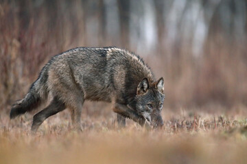 Wilk szary, wilk (Canis lupus) , wolf © Bartosz Rakoczy