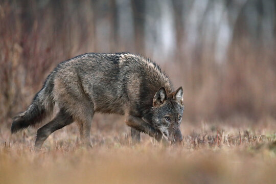 Wilk szary, wilk (Canis lupus) , wolf