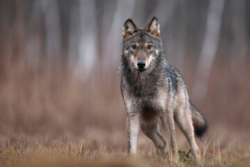 Wilk szary, wilk (Canis lupus) , wolf © Bartosz Rakoczy