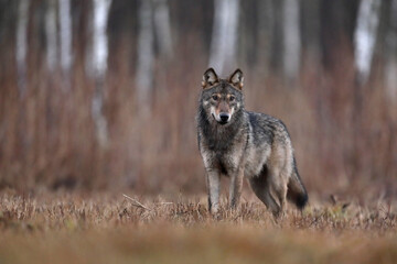 Wilk szary, wilk (Canis lupus) , wolf © Bartosz Rakoczy
