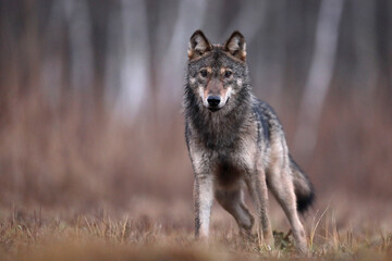 Wilk szary, wilk (Canis lupus) , wolf © Bartosz Rakoczy