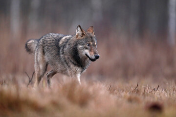 Wilk szary, wilk (Canis lupus) , wolf
