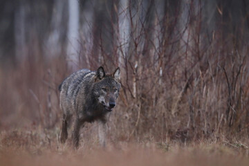 Wilk szary, wilk (Canis lupus) , wolf © Bartosz Rakoczy