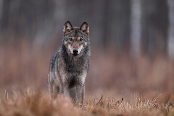 Wilk szary, wilk (Canis lupus) , wolf © Bartosz Rakoczy