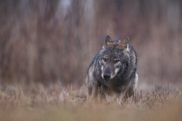 Wilk szary, wilk (Canis lupus) , wolf © Bartosz Rakoczy