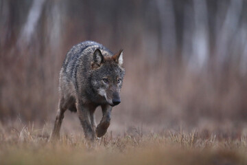 Wilk szary, wilk (Canis lupus) , wolf