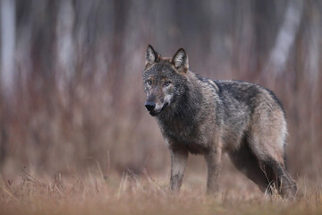 Wilk szary, wilk (Canis lupus) , wolf © Bartosz Rakoczy
