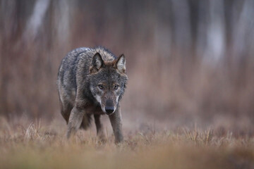 Wilk szary, wilk (Canis lupus) , wolf © Bartosz Rakoczy