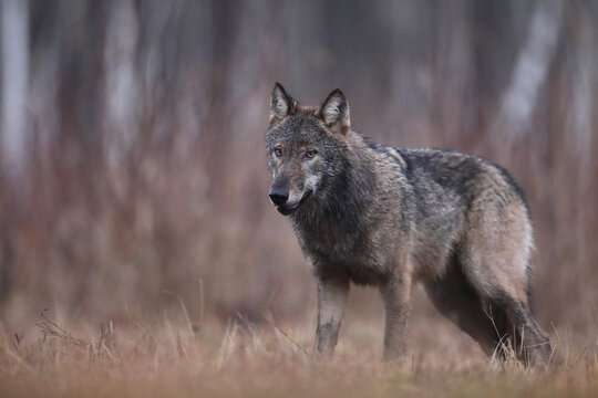 Wilk szary, wilk (Canis lupus) , wolf