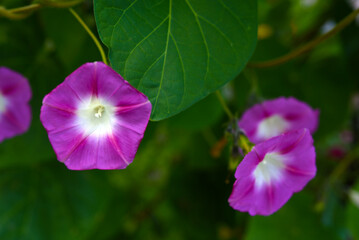A pink flower in the greenery. A pale pink Ipomoea flower.