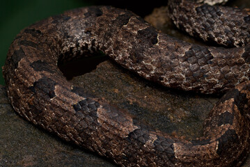 Guardians of the forest 