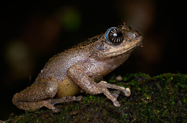 Obraz premium Guardians of the forest 