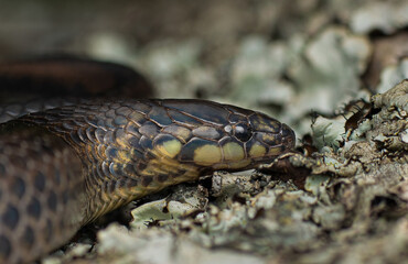 Guardians of the forest 
