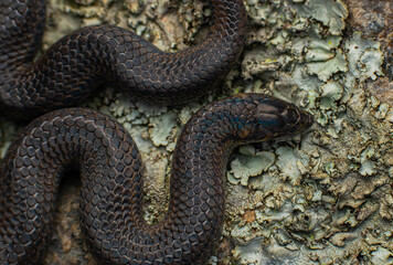 Guardians of the forest 