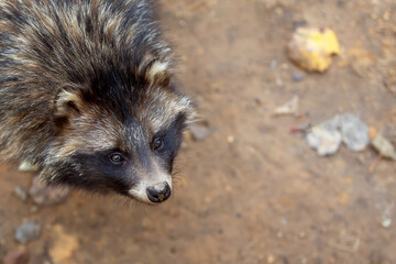 portrait of a Raccoon Dog, Nyctereutes procyonoides