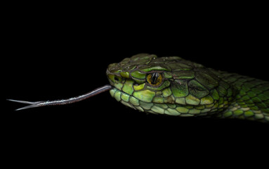 Guardians of the forest 