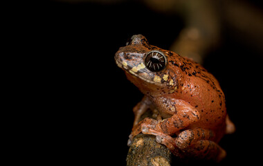 Guardians of the forest 