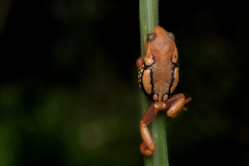 Obraz premium Guardians of the forest 
