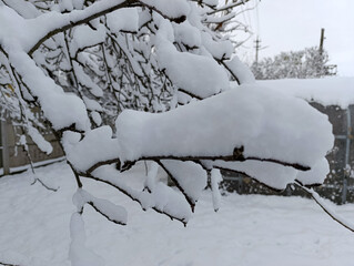 A snow covered tree branch in front of a fence