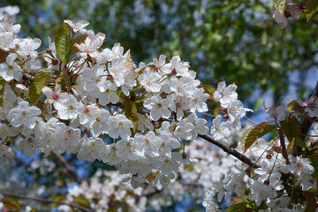 white tree blossom during spring bloom. pretty flower petals 