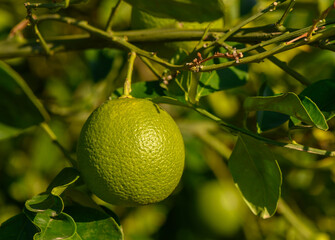 Fresh green lime hanging on a branch amidst lush foliage in bright sunlight. Generative AI