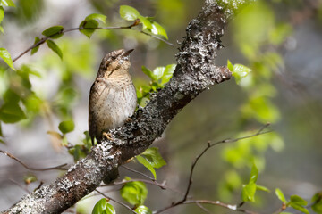 northern wryneck 