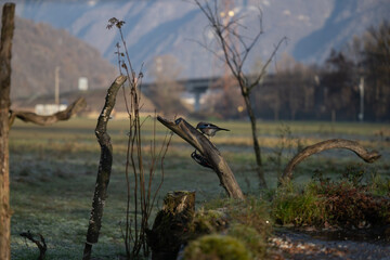 ucelli in volo