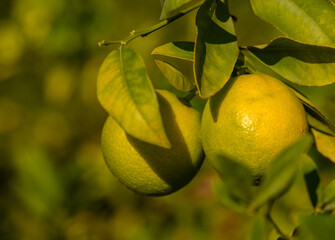 Vibrant green citrus fruits hanging from lush branches in a sunlit orchard setting. Generative AI