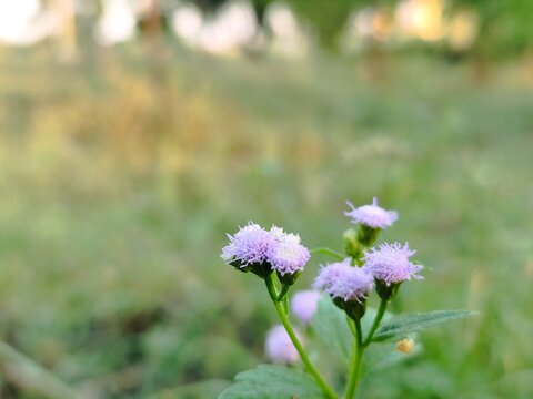 Purple wildflowers bloom in a vibrant meadow