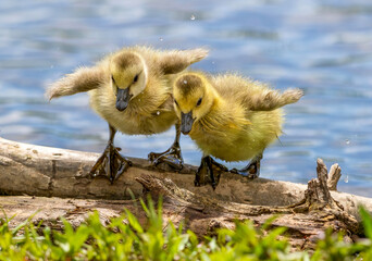 Two cute baby geese balancing on a log after coming out of the water.  © Susan Hodgson