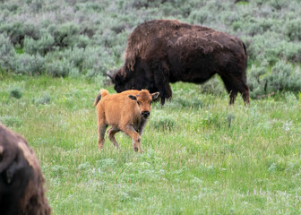 Fototapeta premium Baby Bison Grazing in Green Meadow at Yellowstone National Park