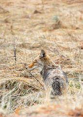 Wild Coyote in Yosemite National Park: Predator in a Natural California Habitat