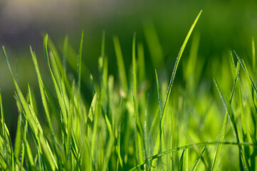 Lush green grass swaying gently in the warm sunlight of a tranquil summer afternoon. Generative AI