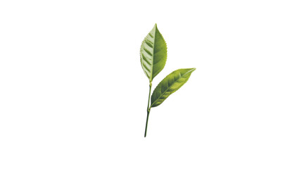 Obraz premium Green tea transparent background