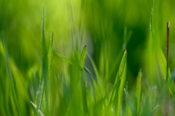 Lush green grass swaying gently in the warm afternoon breeze under a clear sky. Generative AI