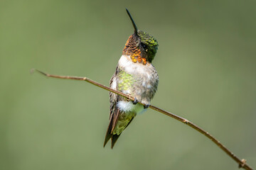 hummingbird on a branch