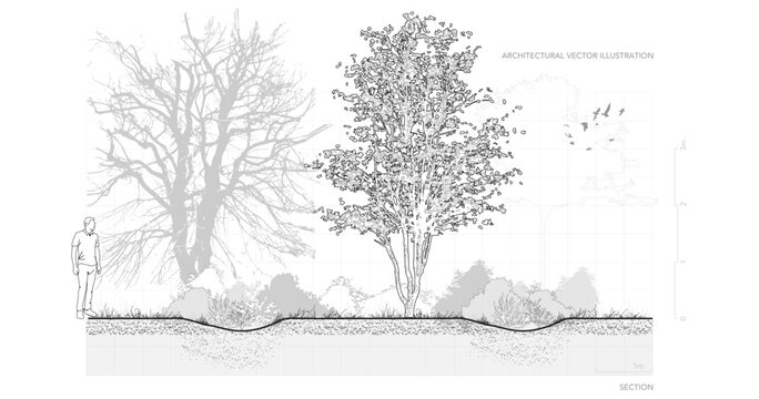 Vector illustration of architectural drawings featuring minimal-style CAD tree line drawings. Includes side views, plan views, and section forest outline symbols designed for winter landscape design.