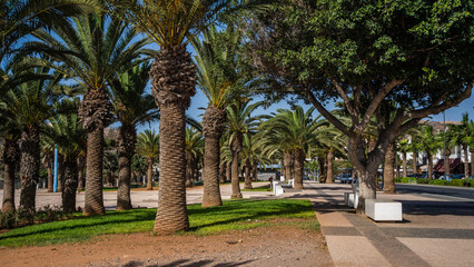 Maroko palmy ulica Agadir Marakesz piękne lato © Tymoteusz