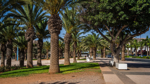 Maroko palmy ulica Agadir Marakesz piękne lato