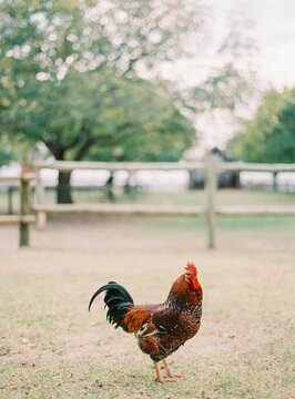 The proud cock