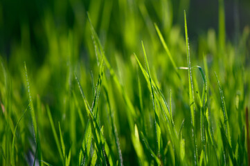 Fresh blades of green grass glisten in the morning sunlight on a peaceful summer day. Generative AI