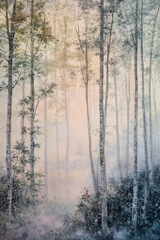 morning in the forest