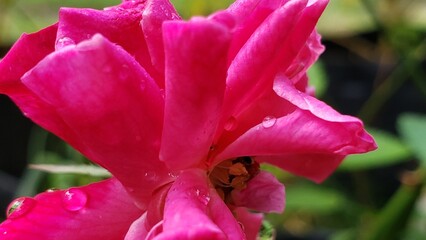 Close-up of a Dew-Covered Pink Rose Petal