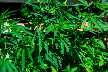 Close-up of lush green cannabis leaves in a garden, showcasing the vibrant and healthy growth of the plant. Ideal for illustrating natural cultivation and organic farming.
