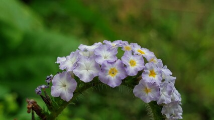 A cluster of light purple flowers with yellow centers, blooming in a green garden.
