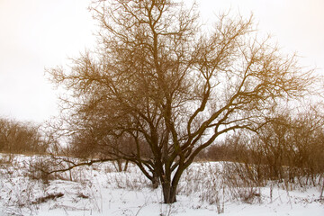 Winter landscape featuring tall, leafless trees and a snowy ground, bathed in soft sunlight, perfect for backgrounds, seasonal greetings, and nature-related content.